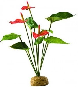 Rostlina EXO TERRA Anthurium Bush 30 cm