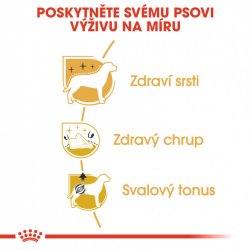 Royal Canin Poodle