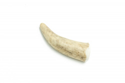 Jelení paroží Hard XS 