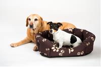 Pelech Tlapka hnědý