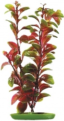 Rostlina MARINA Red Ludwigia 20 cm