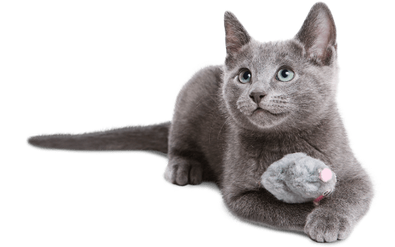 Zvíře
